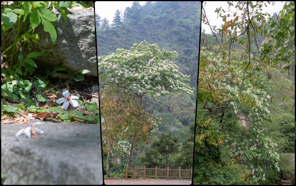 谷關民宿推薦》台中商旅台中八仙山莊 - 螢河與銀河圍繞的渡假小木屋 - 時空幻境 凌雲江海清