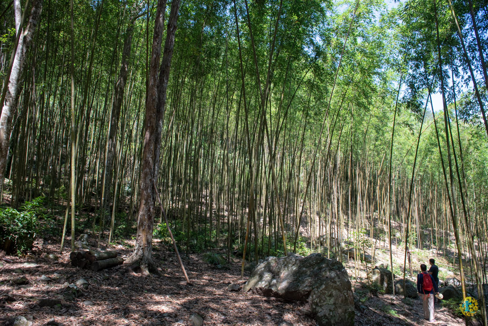 谷關民宿推薦》台中商旅台中八仙山莊 - 螢河與銀河圍繞的渡假小木屋 - 時空幻境 凌雲江海清