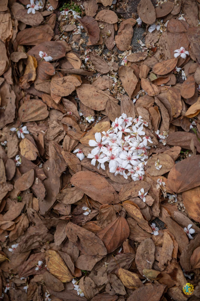 谷關民宿推薦》台中商旅台中八仙山莊 - 螢河與銀河圍繞的渡假小木屋 - 時空幻境 凌雲江海清