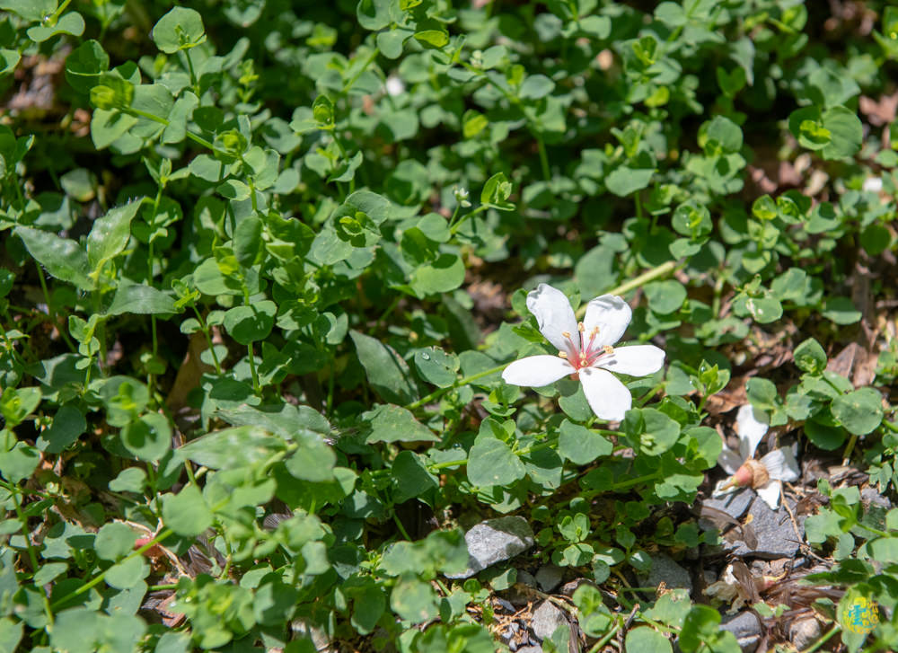 谷關民宿推薦》台中商旅台中八仙山莊 - 螢河與銀河圍繞的渡假小木屋 - 時空幻境 凌雲江海清