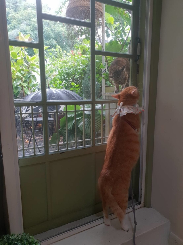 【台北.文山區】尋常生活早午餐。南法風格友善寵物咖啡廳。淡綠色小花園綠意盎然的世外桃源