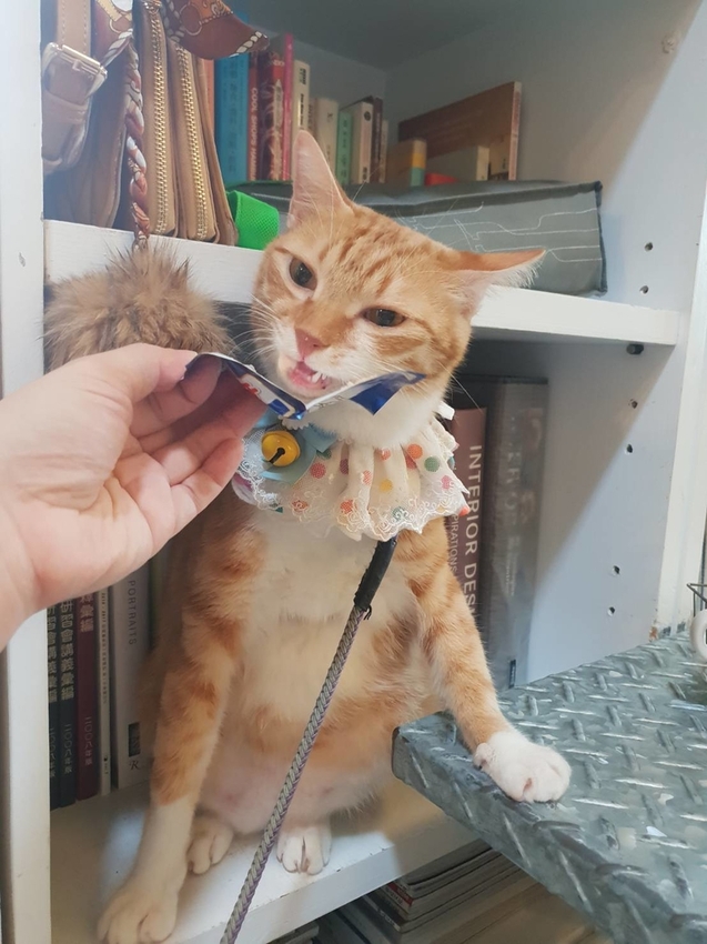 【台北.文山區】尋常生活早午餐。南法風格友善寵物咖啡廳。淡綠色小花園綠意盎然的世外桃源