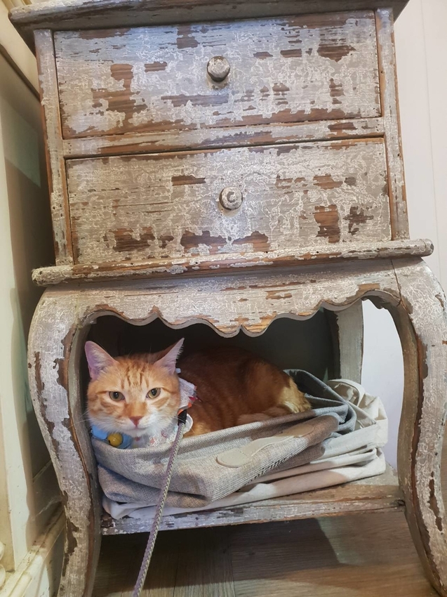 【台北.文山區】尋常生活早午餐。南法風格友善寵物咖啡廳。淡綠色小花園綠意盎然的世外桃源