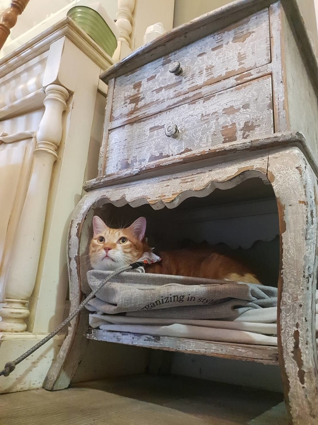 【台北.文山區】尋常生活早午餐。南法風格友善寵物咖啡廳。淡綠色小花園綠意盎然的世外桃源