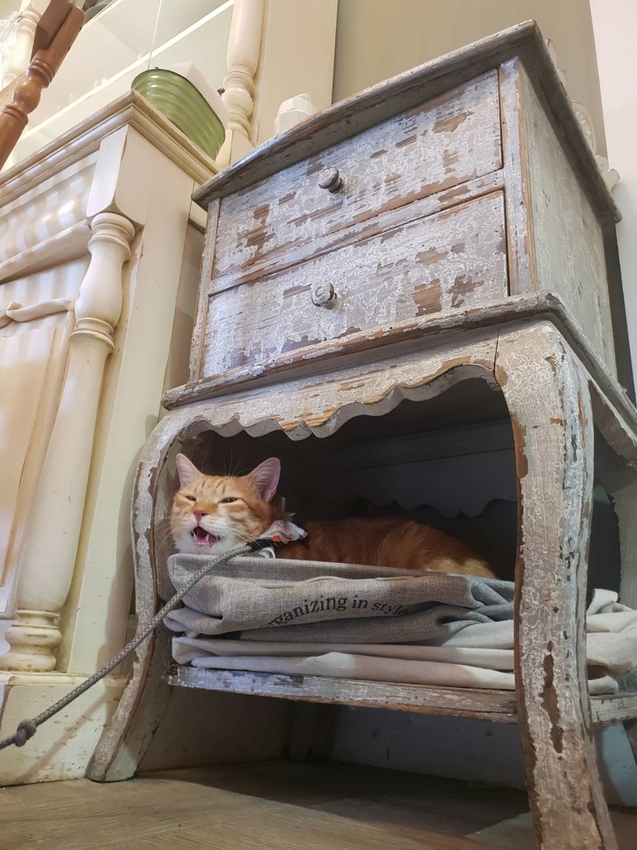 【台北.文山區】尋常生活早午餐。南法風格友善寵物咖啡廳。淡綠色小花園綠意盎然的世外桃源