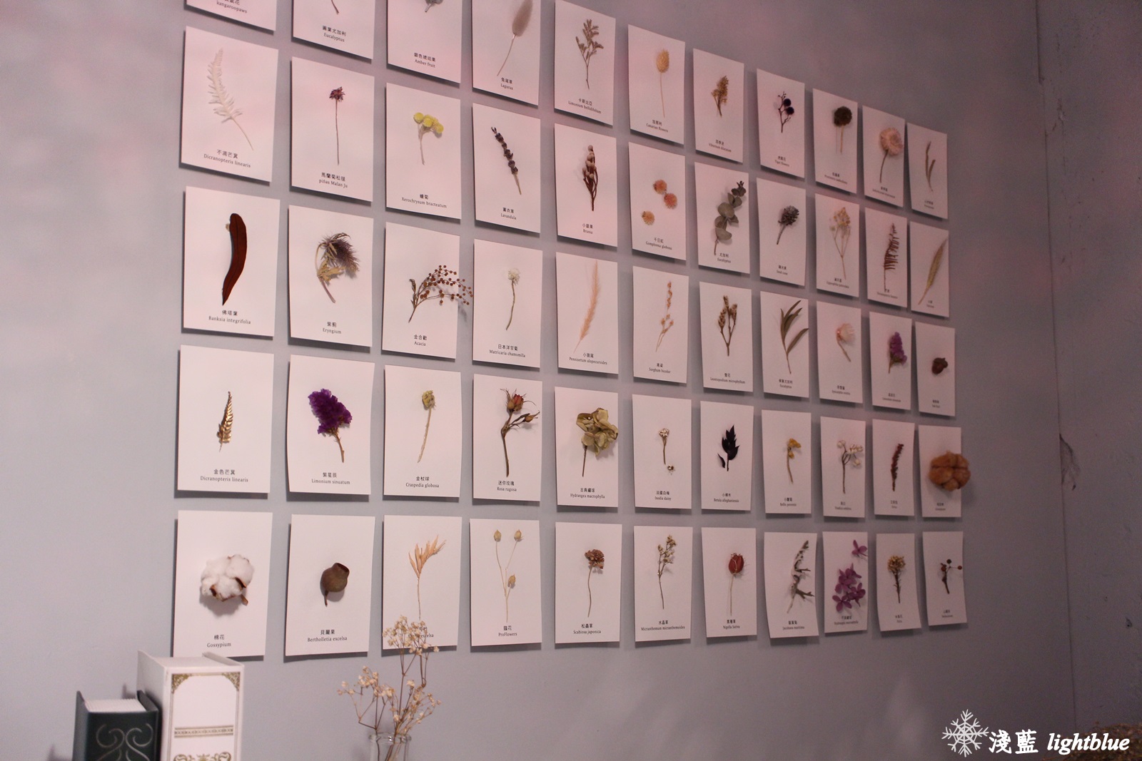 [ 圓山站美食 ] 淺藍 × Gacha Gacha 轉咖啡～讓扭蛋幫你決定今天喝什麼（免費wifi插座不限時）