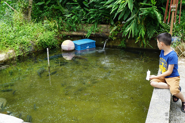 宜蘭員山雙連埤秘境!彩燕在地美食必吃紅麴白斬雞、獨特蓴菜料理。