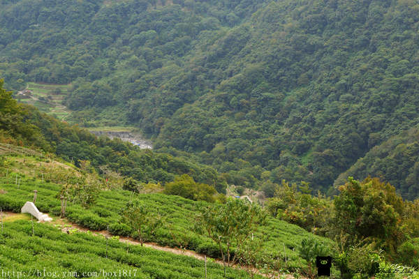 【南投。仁愛】野溪溫泉。精英溫泉。塔羅灣溪。情人吊橋