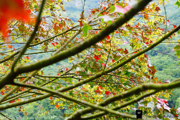 【南投。仁愛】精英瀑布。攔沙壩。野溪溫泉。精英溫泉。塔羅灣溪