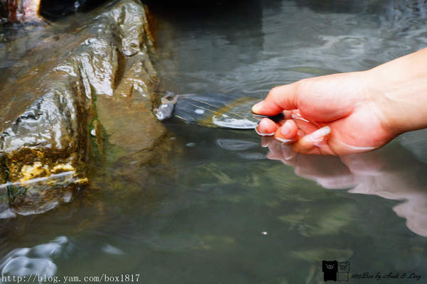 【南投。仁愛】野溪溫泉。精英溫泉。塔羅灣溪。情人吊橋