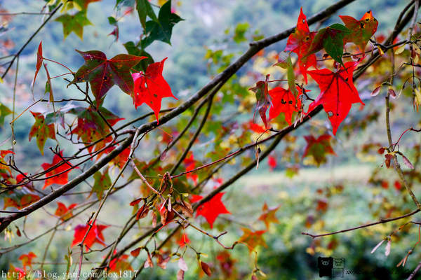 【南投。仁愛】野溪溫泉。精英溫泉。塔羅灣溪。情人吊橋