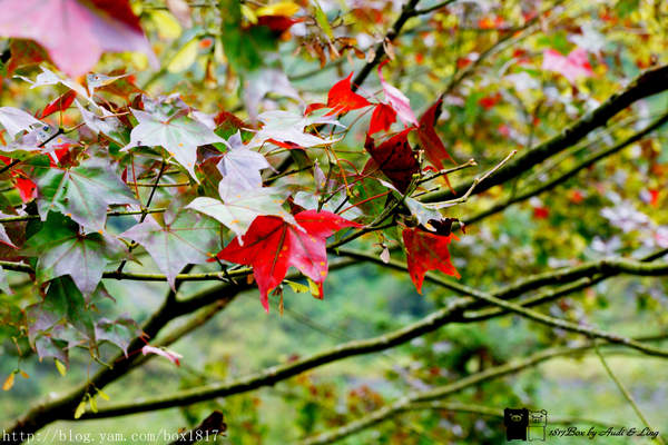 【南投。仁愛】精英瀑布。攔沙壩。野溪溫泉。精英溫泉。塔羅灣溪