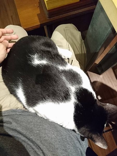 18010064_1472714129426938_7253028091942896542_n