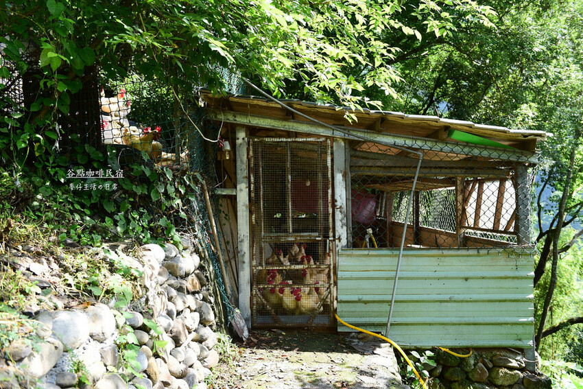 桃園拉拉山住宿推薦！絕美山谷景觀谷點咖啡民宿一泊三食，享受大自然美景。