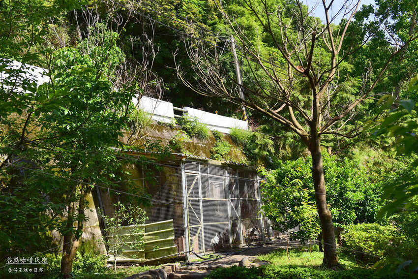 桃園拉拉山住宿推薦！絕美山谷景觀谷點咖啡民宿一泊三食，享受大自然美景。