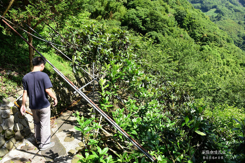 桃園拉拉山住宿推薦！絕美山谷景觀谷點咖啡民宿一泊三食，享受大自然美景。
