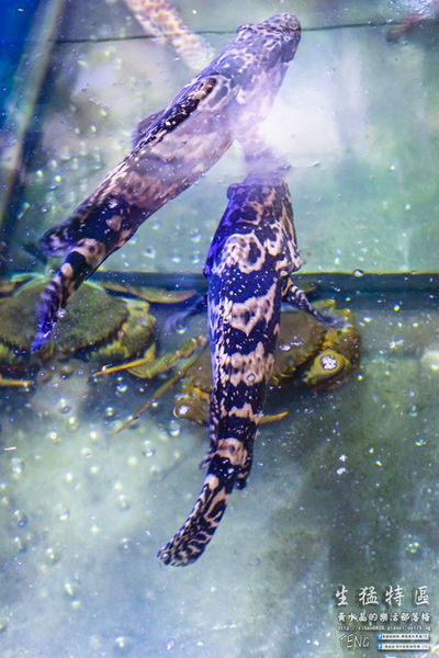 生猛特區主題式啤酒屋|桃園市桃園區台式熱炒啤酒主題餐廳；適合三五好友休糾來扛拜。