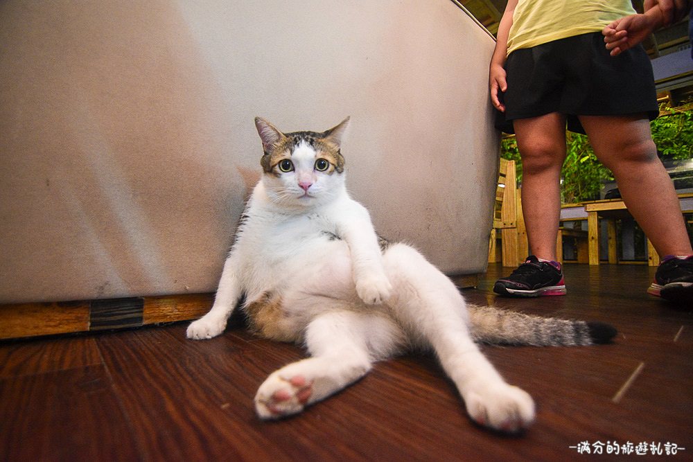 新竹湖口夜景》Summer Cafe 鳥瞰新竹城市的迷人夜景 可愛喵星人出沒 - 滿分的旅遊札記