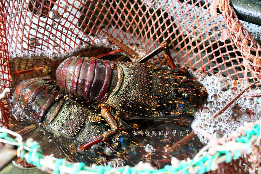 花蓮噶海鮮推薦「噶瑪蘭風味餐廳」活龍蝦、鮑魚、生魚片便宜好吃，菜單價位