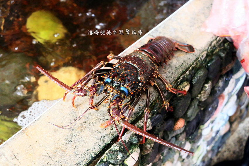 花蓮噶海鮮推薦「噶瑪蘭風味餐廳」活龍蝦、鮑魚、生魚片便宜好吃，菜單價位