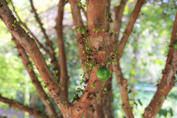 關西仙草博物館生態農場:【新竹景點】仙草巷關西仙草博物館~仙草飯糰創意料理/復古黑膠唱片展示/仙草凍DIY體驗/走訪一趟綠色小徑豐富這趟的生態之旅吧