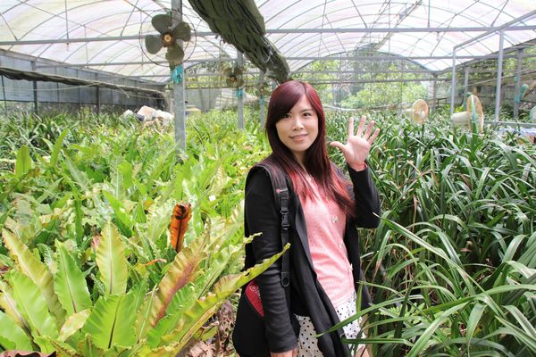 關西仙草博物館生態農場:【新竹景點】仙草巷關西仙草博物館~仙草飯糰創意料理/復古黑膠唱片展示/仙草凍DIY體驗/走訪一趟綠色小徑豐富這趟的生態之旅吧