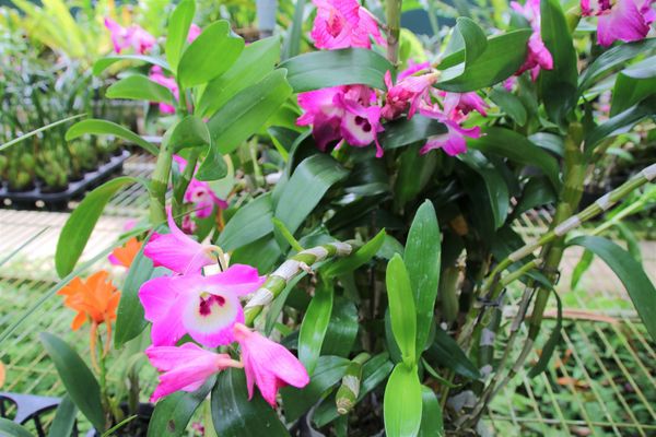 關西仙草博物館生態農場:【新竹景點】仙草巷關西仙草博物館~仙草飯糰創意料理/復古黑膠唱片展示/仙草凍DIY體驗/走訪一趟綠色小徑豐富這趟的生態之旅吧