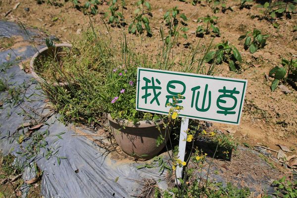 關西仙草博物館生態農場:【新竹景點】仙草巷關西仙草博物館~仙草飯糰創意料理/復古黑膠唱片展示/仙草凍DIY體驗/走訪一趟綠色小徑豐富這趟的生態之旅吧