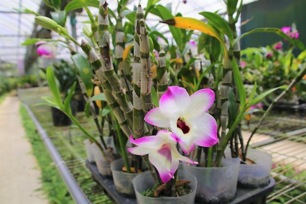 關西仙草博物館生態農場:【新竹景點】仙草巷關西仙草博物館~仙草飯糰創意料理/復古黑膠唱片展示/仙草凍DIY體驗/走訪一趟綠色小徑豐富這趟的生態之旅吧