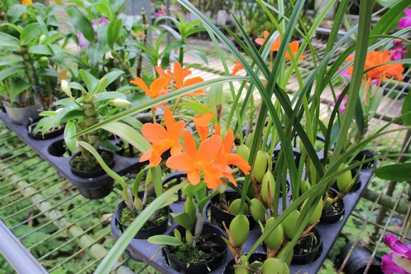 關西仙草博物館生態農場:【新竹景點】仙草巷關西仙草博物館~仙草飯糰創意料理/復古黑膠唱片展示/仙草凍DIY體驗/走訪一趟綠色小徑豐富這趟的生態之旅吧