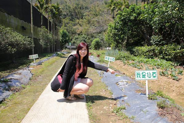 關西仙草博物館生態農場:【新竹景點】仙草巷關西仙草博物館~仙草飯糰創意料理/復古黑膠唱片展示/仙草凍DIY體驗/走訪一趟綠色小徑豐富這趟的生態之旅吧
