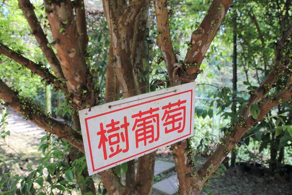 關西仙草博物館生態農場:【新竹景點】仙草巷關西仙草博物館~仙草飯糰創意料理/復古黑膠唱片展示/仙草凍DIY體驗/走訪一趟綠色小徑豐富這趟的生態之旅吧