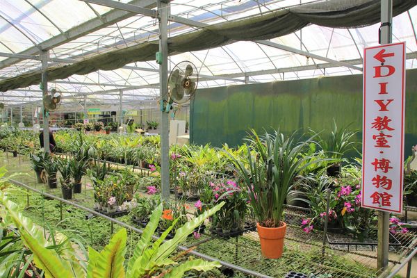 關西仙草博物館生態農場:【新竹景點】仙草巷關西仙草博物館~仙草飯糰創意料理/復古黑膠唱片展示/仙草凍DIY體驗/走訪一趟綠色小徑豐富這趟的生態之旅吧