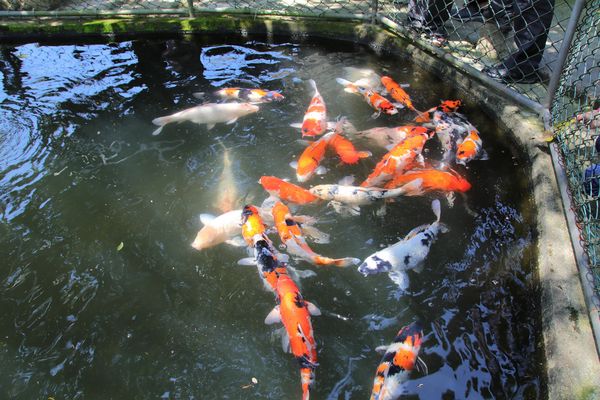 關西仙草博物館生態農場:【新竹景點】仙草巷關西仙草博物館~仙草飯糰創意料理/復古黑膠唱片展示/仙草凍DIY體驗/走訪一趟綠色小徑豐富這趟的生態之旅吧