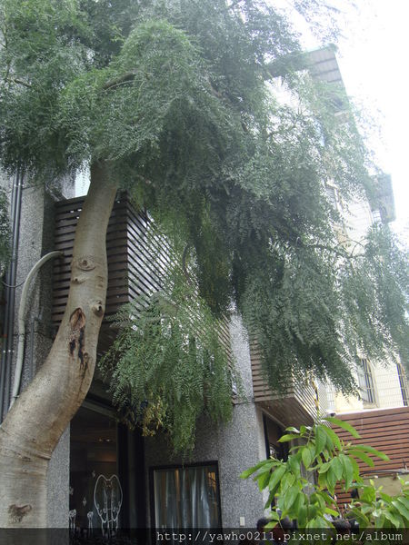 [新竹]象腳樹Moringa|以樹為名，簡單清新的質感餐廳。霸氣的鮭魚麵、烤全雞。不用再花大錢也可以吃好料!@老饕的最愛喜歡就打包