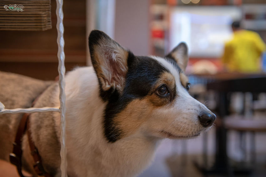 林口美食推薦》Eat enjoy 意享美式廚房 林口三井店 – 寵物友善餐廳 平價美味的美式餐點 - 時空幻境 凌雲江海清