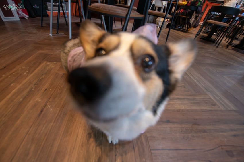 林口美食推薦》Eat enjoy 意享美式廚房 林口三井店 – 寵物友善餐廳 平價美味的美式餐點 - 時空幻境 凌雲江海清