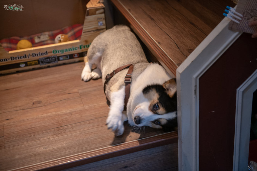 林口美食推薦》Eat enjoy 意享美式廚房 林口三井店 – 寵物友善餐廳 平價美味的美式餐點 - 時空幻境 凌雲江海清