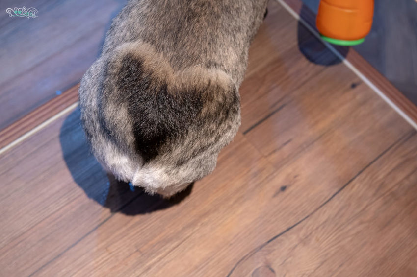 林口美食推薦》Eat enjoy 意享美式廚房 林口三井店 – 寵物友善餐廳 平價美味的美式餐點 - 時空幻境 凌雲江海清