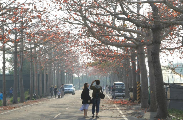 苓仔寮木棉花道-8