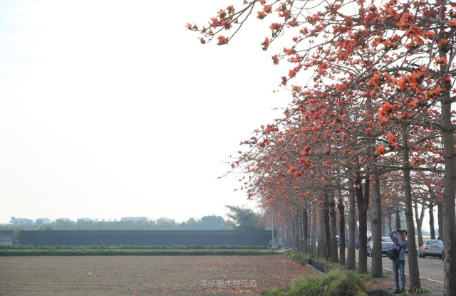 苓仔寮木棉花道-12