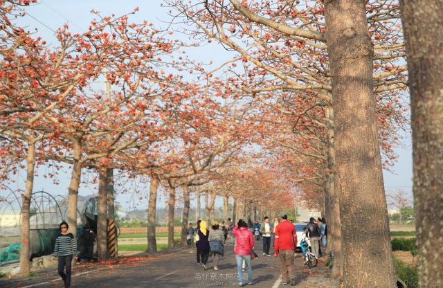 苓仔寮木棉花道-3