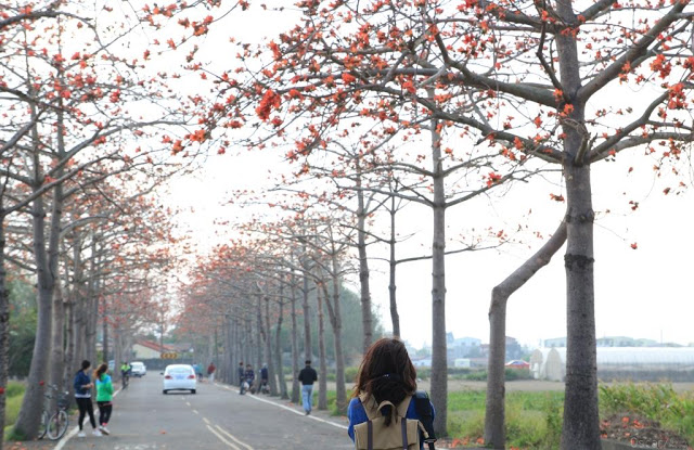 苓仔寮木棉花道-11