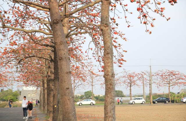 苓仔寮木棉花道-13