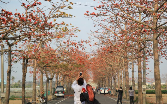 苓仔寮木棉花道-10