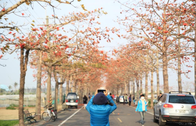 苓仔寮木棉花道-9