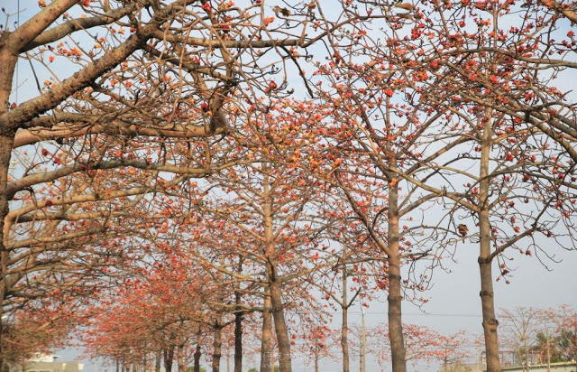 苓仔寮木棉花道-4