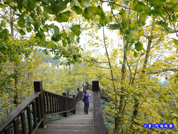 武岫農圃-銀杏林觀景步道 (30).jpg