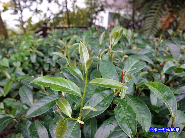 南投-武岫農圃  (20).jpg