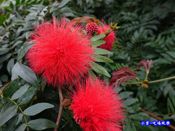 武岫農圃-銀杏林觀景步道花兒 (1).jpg
